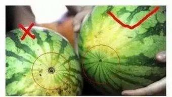 福州吃瓜烟台山瓜,烟台山瓜的甜蜜诱惑