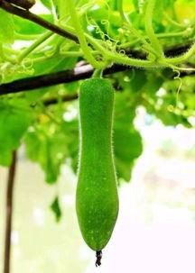 这个瓜咋吃,揭秘“这个瓜咋吃”的多样吃法与营养价值