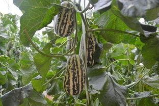 樱樱吃大瓜,揭秘吃大瓜的甜蜜瞬间