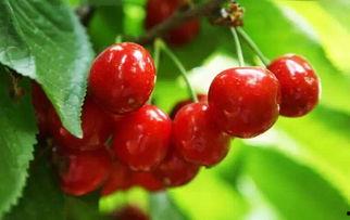 樱樱吃大瓜,揭秘吃大瓜的甜蜜瞬间