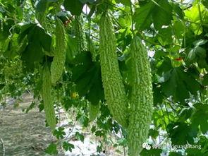 痞幼三分25吃瓜,揭秘篮球场上的“瓜王”传奇