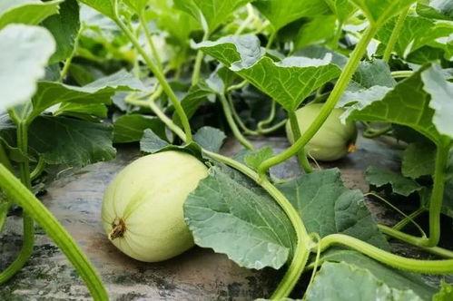 痞幼三分25吃瓜,揭秘篮球场上的“瓜王”传奇