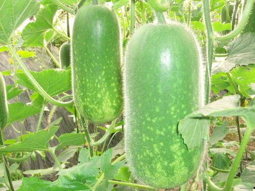 吃瓜全福元,一场味蕾的奇幻之旅