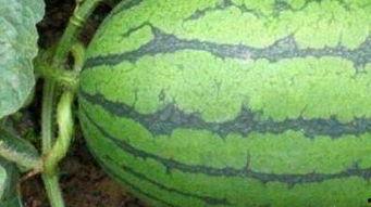 天津医院吃瓜,揭秘背后的真相与争议