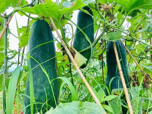 火爆的吃瓜视频,火爆视频揭秘娱乐圈幕后真相