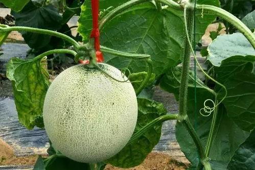 超话吃瓜,超话吃瓜背后的真相与内幕