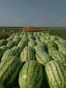 梦见领着仇人买瓜吃瓜,仇人变友,共品瓜香和谐时光