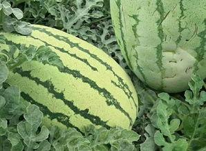 花式吃瓜,花式吃瓜,解锁夏日清凉新姿势