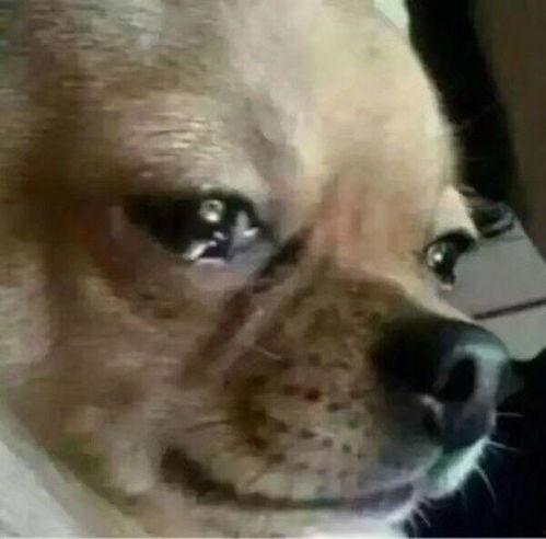 狗愣着吃瓜的表情,萌态百出，笑料连连