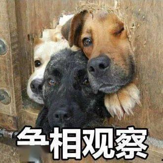 狗愣着吃瓜的表情,萌态百出,笑料连连