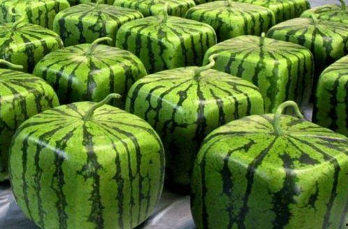 国戏吃瓜,揭秘娱乐圈的“吃瓜”盛宴