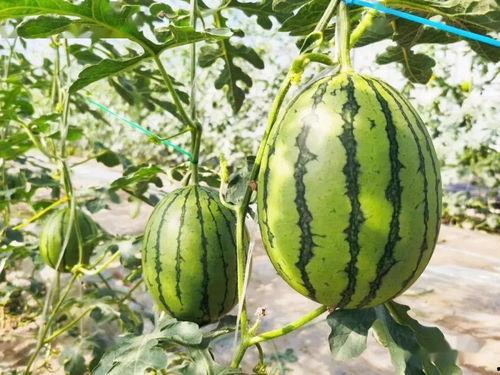 吃最甜的瓜 瓜州,探寻最甜瓜果的甜蜜之旅