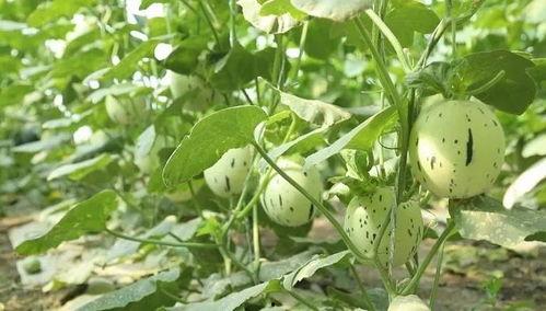 吃最甜的瓜 瓜州,探寻最甜瓜果的甜蜜之旅