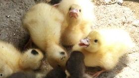 土法给鸭子吃瓜,瓜果飘香，鸭儿欢畅