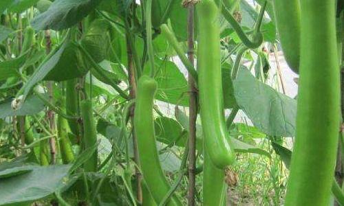 吃短瓠瓜,探寻夏日清新口感