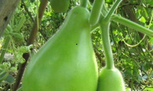 吃短瓠瓜,探寻夏日清新口感