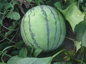 摘瓜吃瓜配乐有哪些歌,盘点那些令人陶醉的瓜田配乐歌曲